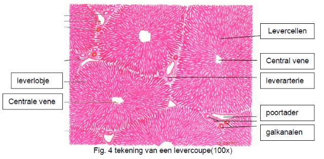 Histologie Van De Lever